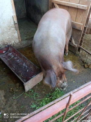 Porc de vanzare - imagine 2 Porc de vanzare - imagine 2