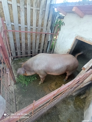 Porc de vanzare