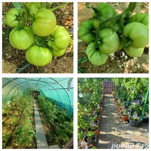 Casa de vanzare  - imagine 4