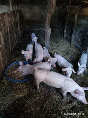 Porci  grasuni frumusei  - imagine 2