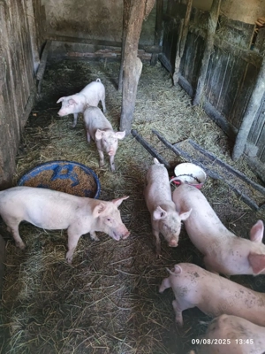 Porci  grasuni frumusei  - imagine 3