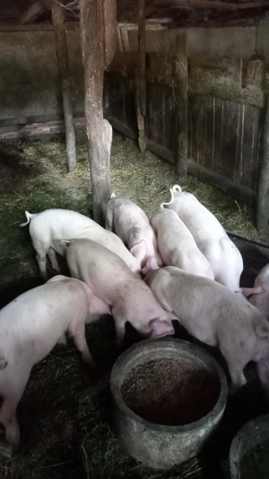 Porci  grasuni frumusei 