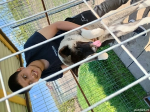 vând Akita American  - imagine 3 vând Akita American  - imagine 3