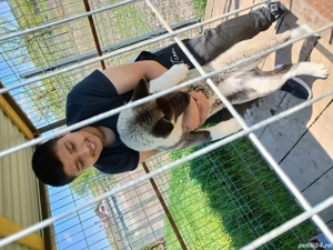 vând Akita American  - imagine 4 vând Akita American  - imagine 4