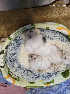 Catelusi de vanzare bishoni 1 luna