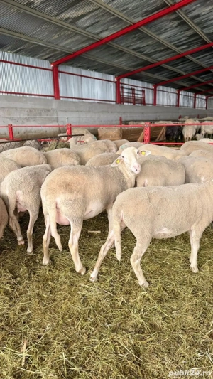 Caut cioban ferma de oi 