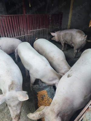 Vând Porci! Rasă Marele Alb
