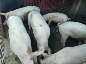 Vând Porci! Rasă Marele Alb - imagine 3