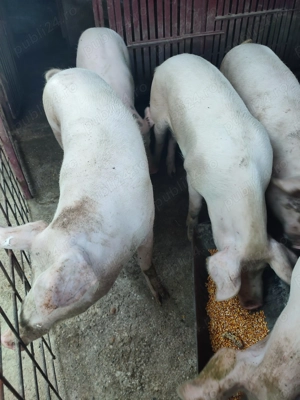 Vând Porci! Rasă Marele Alb - imagine 2