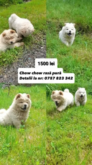 Vând câini rasă pură chow chow 
