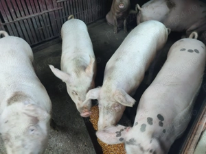 Vând Porci! Rasă Marele Alb - imagine 5