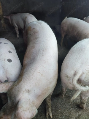 Vând Porci! Rasă Marele Alb - imagine 6