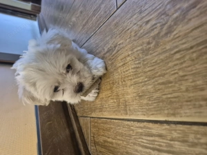 4 Bichoni havanezi rasa pura, 6 saptamani, vaccinați si deparazitați, cu carnet de sanatate. - imagine 3