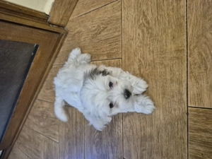 4 Bichoni havanezi rasa pura, 6 saptamani, vaccinați si deparazitați, cu carnet de sanatate. - imagine 2