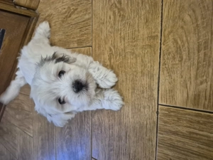 4 Bichoni havanezi rasa pura, 6 saptamani, vaccinați si deparazitați, cu carnet de sanatate. - imagine 4