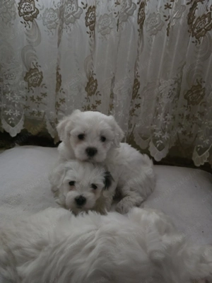 4 Bichoni havanezi rasa pura, 6 saptamani, vaccinați si deparazitați, cu carnet de sanatate.