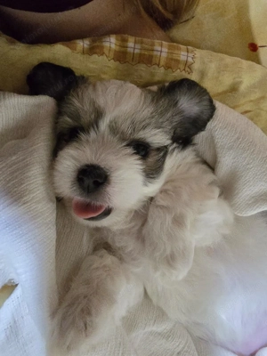 4 Bichoni havanezi rasa pura, 6 saptamani, vaccinați si deparazitați, cu carnet de sanatate. - imagine 5
