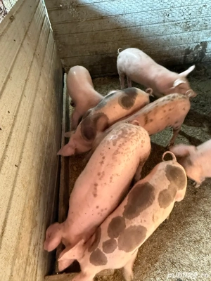 Vand porci de carne!