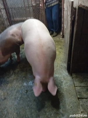 Vand porc  - imagine 3