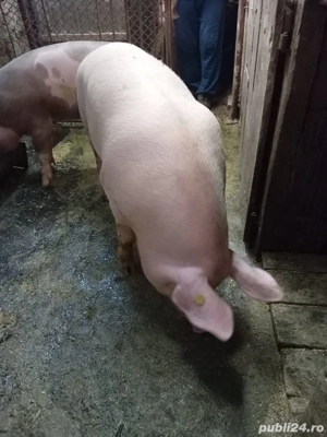 Vand porc  - imagine 4