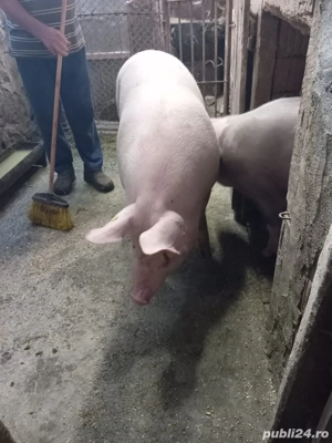 Vand porc  - imagine 2