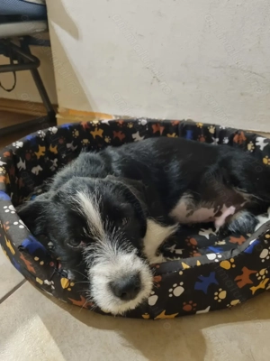 Cățel Terrier Teckel isi cauta stapan