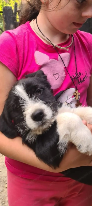 Cățel Terrier Teckel isi cauta stapan - imagine 2