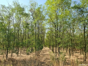 Padure Salcami Ch Cris