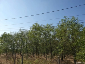 Padure Salcami Ch Cris - imagine 2 Padure Salcami Ch Cris - imagine 2