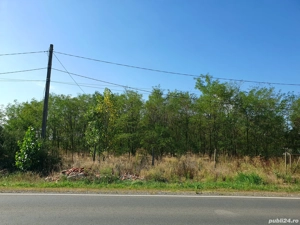 Padure Salcami Ch Cris - imagine 3 Padure Salcami Ch Cris - imagine 3