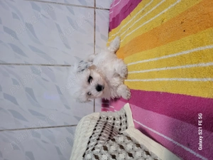 Catelusi Bishon maltez