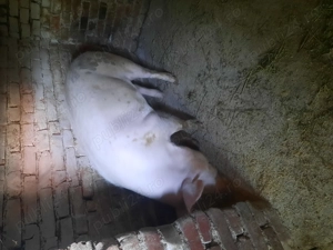 Porc de vânzare  - imagine 2