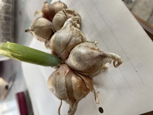 Ceapă egipteană (bulbi-arpagic) - imagine 2