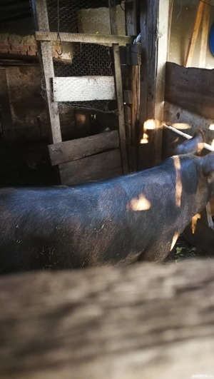 Porc de vânzare 100 kg