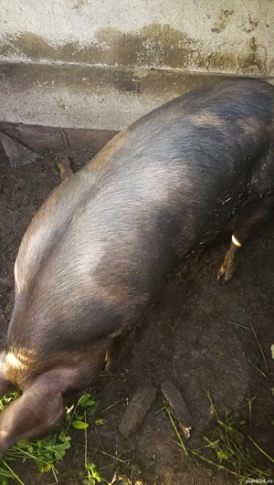 Porc de vânzare 100 kg - imagine 2