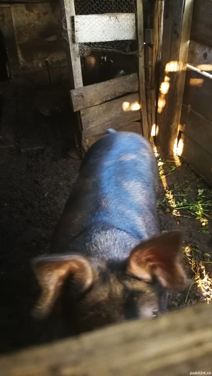 Porc de vânzare 100 kg - imagine 3