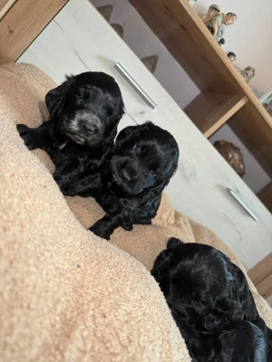 English Cocker Spaniel negru - imagine 2 English Cocker Spaniel negru - imagine 2