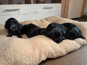 English Cocker Spaniel negru - imagine 4 English Cocker Spaniel negru - imagine 4