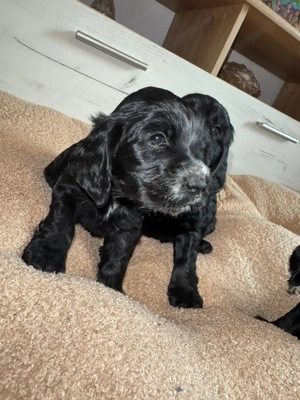 English Cocker Spaniel negru