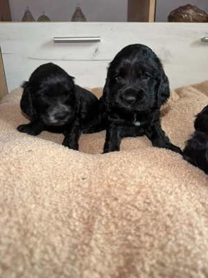 English Cocker Spaniel negru - imagine 3 English Cocker Spaniel negru - imagine 3