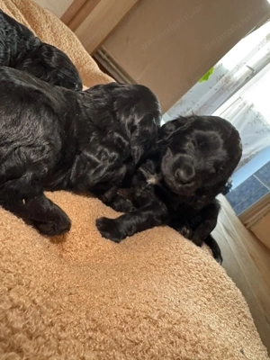 English Cocker Spaniel negru - imagine 5 English Cocker Spaniel negru - imagine 5