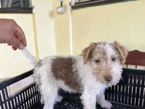 Vând pui  fox terrier cu păr sârmos