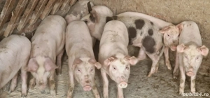 porci de vânzare - imagine 4