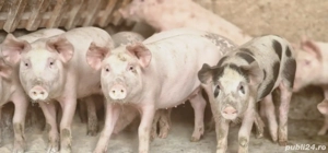 porci de vânzare - imagine 2