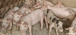 porci de vânzare - imagine 5