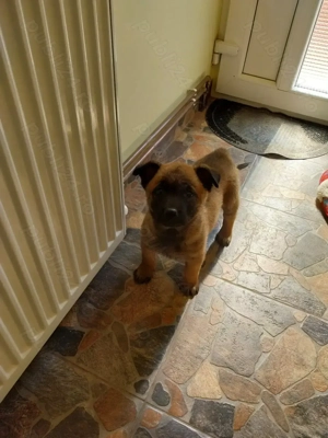 Vând cățelușă ciobănesc belgian malinois