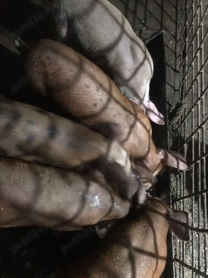 Purcei de 9 saptamani