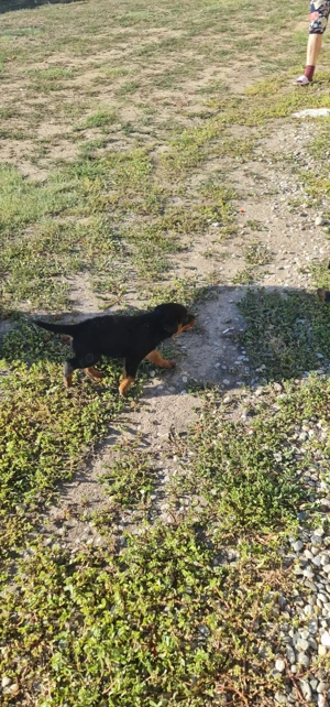 1 mascul si 1 femela Rottweiler din parinti cu Pedigree - imagine 4