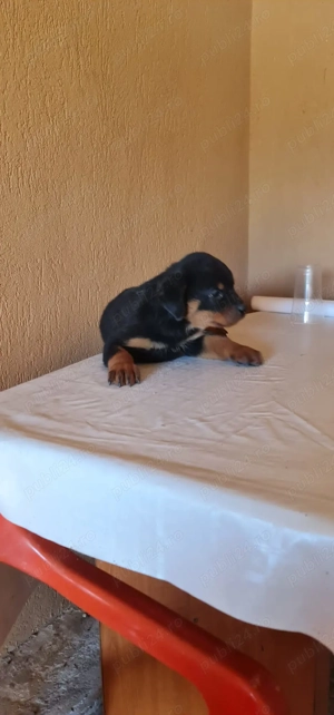 1 mascul si 1 femela Rottweiler din parinti cu Pedigree - imagine 3