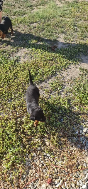 1 mascul si 1 femela Rottweiler din parinti cu Pedigree - imagine 2
